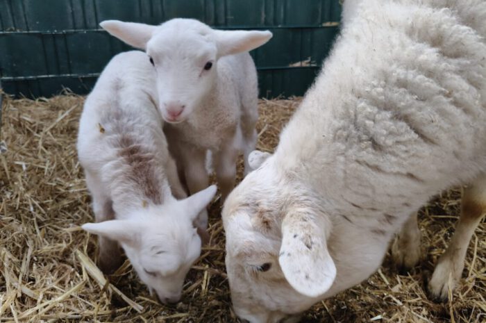 Exkursion der 5b & 5d zum Bauernhof “Gut Hixholz” in Velbert